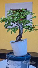 pre bonsai di carpino nero