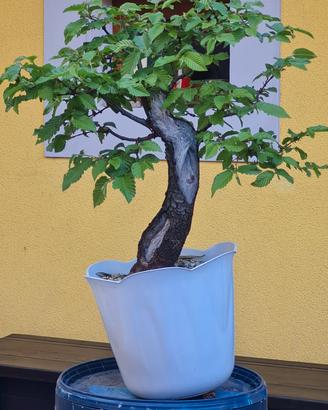 pre bonsai di carpino nero