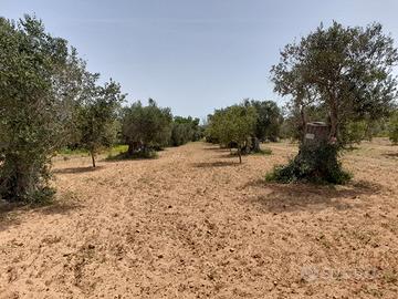 Terreno con uliveto località fontane