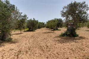 Terreno con uliveto località fontane