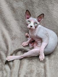 Cucciala Sphynx