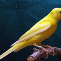 Canarini Spagnoli femmine