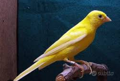 Canarini Spagnoli femmine