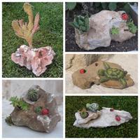 01 Decorazione Giardino Roccia con piante grasse