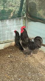 Coppia riproduttiva australorp blu per nera