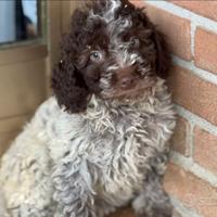 Lagotto romagnolo