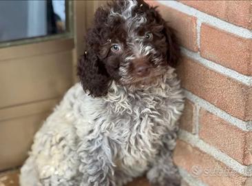 Lagotto romagnolo