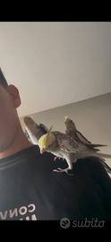 Uccelli