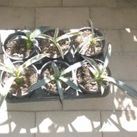 Piantine di Agave variegata e americana