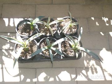 Piantine di Agave variegata e americana
