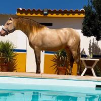 Cavallo Andaluso