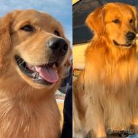Golden Retriever, americano, monta