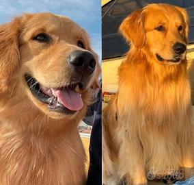 Golden Retriever, americano, monta