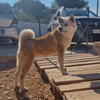 Akita Inu