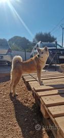 Akita Inu