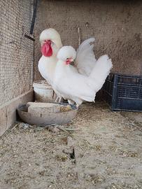 Olandesi ciuffate galline