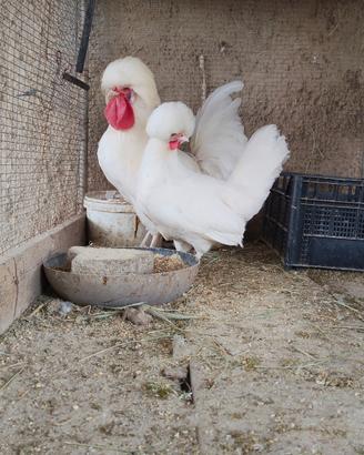 Olandesi ciuffate galline