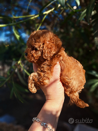 Barboncino Maschietto Mini toy 480gr. Red Intenso