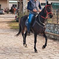 Cavalla
