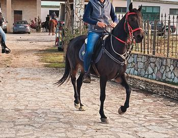 Cavalla