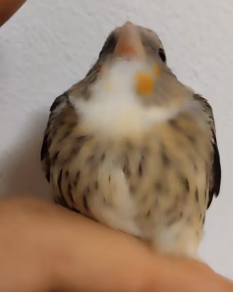 Ibrido