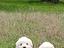 Immagine 6