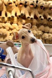 Piccolo levriero italiano maschio Isabella