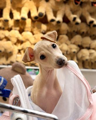 Piccolo levriero italiano maschio Isabella