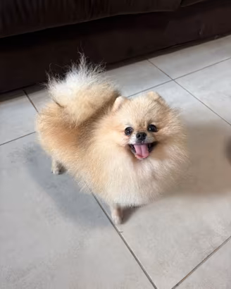STUPENDA Spitz Volpino pomerania TOY Pedigree