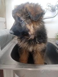 Cuccioli di Pastore Tedesco