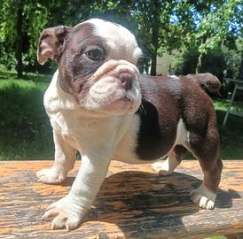 Bulldog inglesi esotici