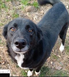Lucy 4anni e 1/2,salvata da avvelenamento.AVELLINO