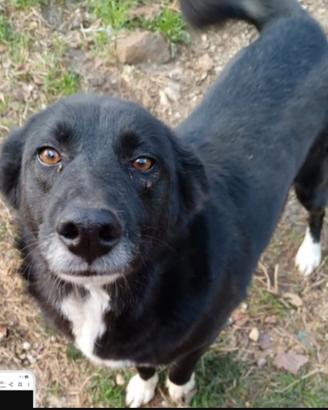 Lucy 4anni e 1/2,salvata da avvelenamento.AVELLINO