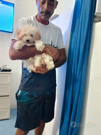 ultimo cucciolo di barboncino 