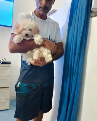 ultimo cucciolo di barboncino 