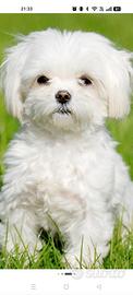 Yorkshire maltese Morckie