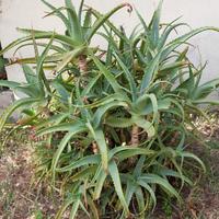 Aloe arborescens