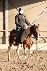 Giovane cavallo pezzato per principianti