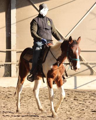 Giovane cavallo pezzato per principianti