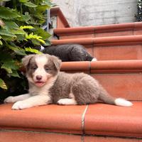 Border collie