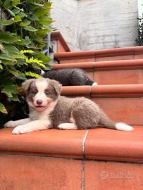Border collie