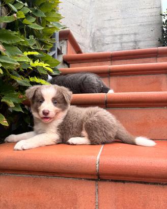 Border collie