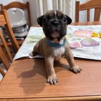 Disponibile cucciolo di bulldog francese