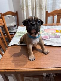 Disponibile cucciolo di bulldog francese