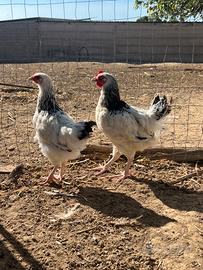 Galline di varie razze