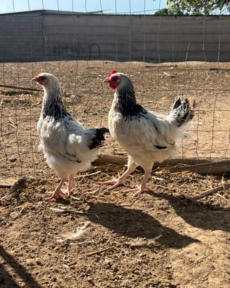 Galline di varie razze