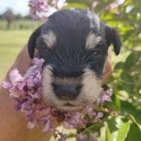 Schnauzer nano Nero Argento con pedigree ENCI
