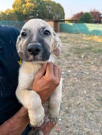 Cuccioli  Border Collie o Pastore Australiano. 