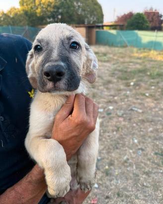 Cuccioli  Border Collie o Pastore Australiano. 