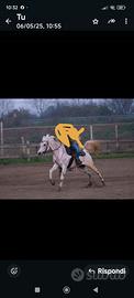 Cavallo arabo
